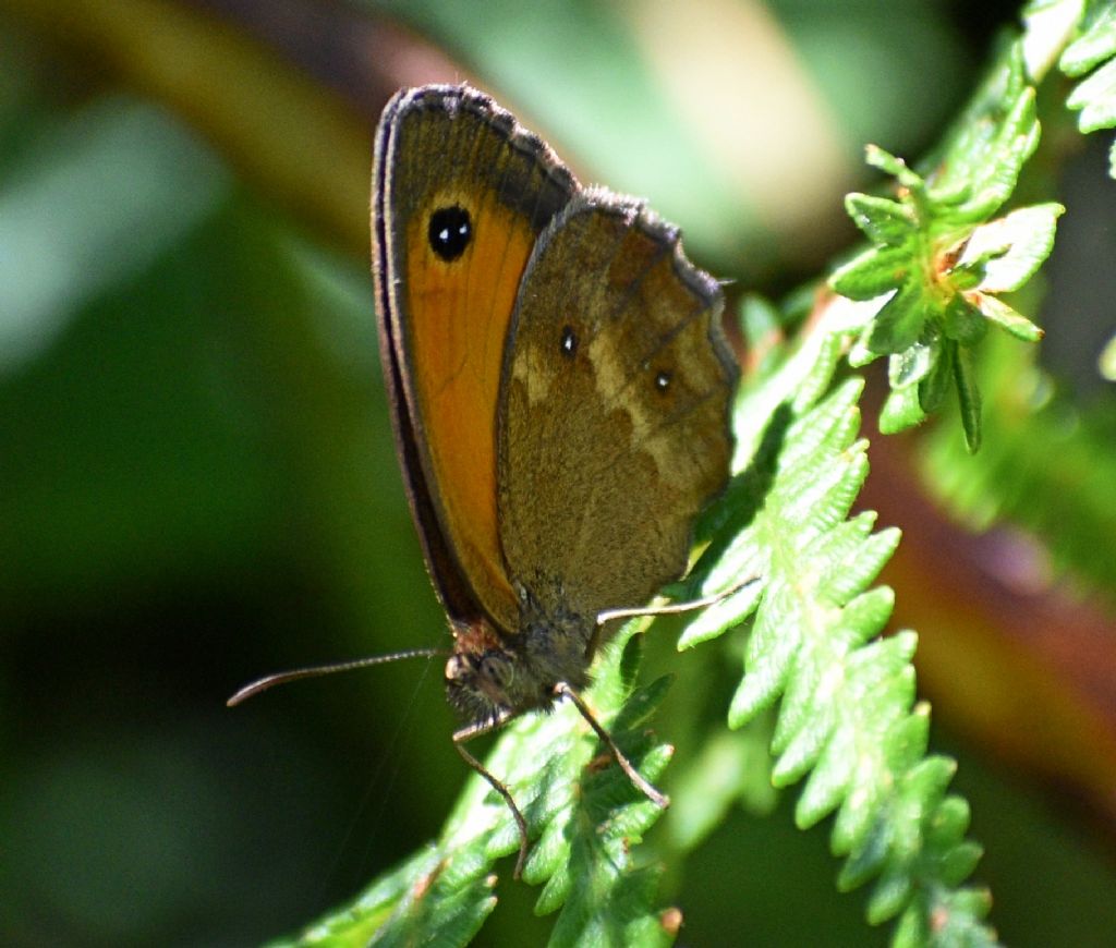 Maniola. No, Pyronia tithonus - Nymphalidae